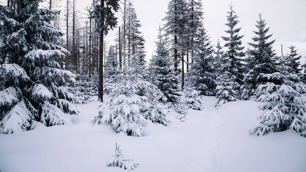zimowy las rano - Zdjęcie, obraz
