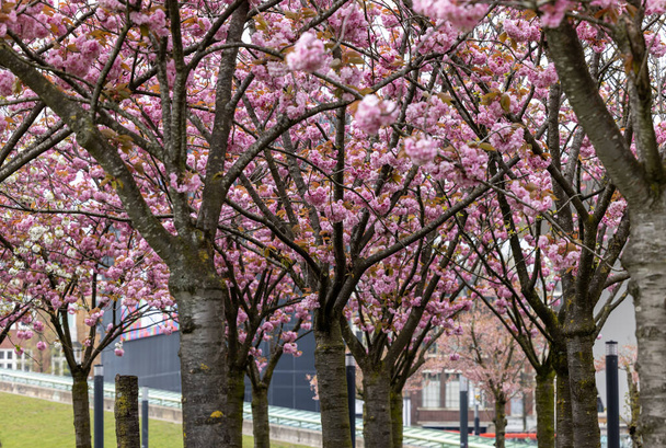 Jardín con árboles con flores inspirado en Van Gogh en el museo Van Gogh y el Rijksmuseum en un día de primavera. Amsterdam, Países Bajos - Foto, imagen