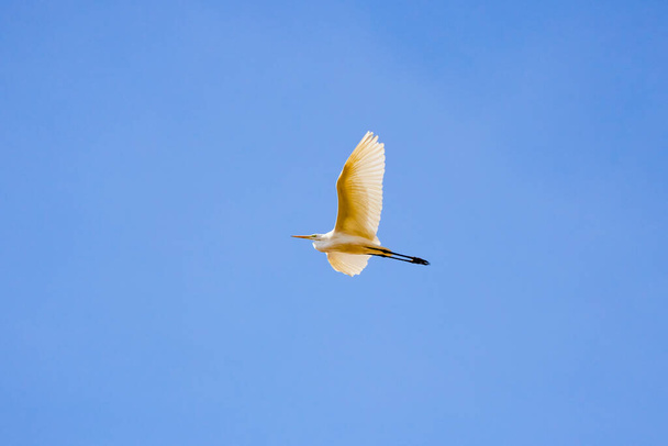 Большая белая цапля в полете на голубом небе - Фото, изображение