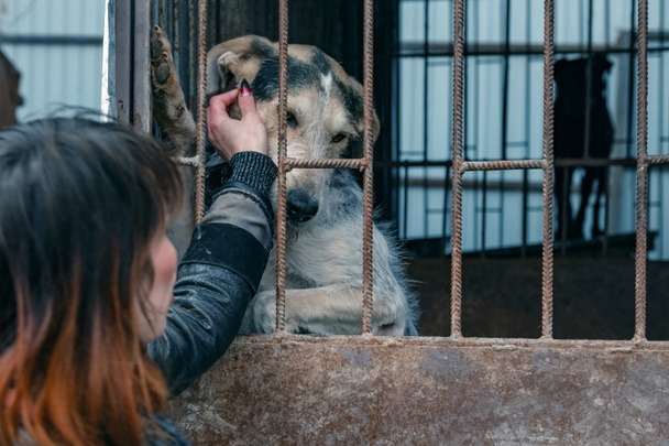 シェルターで犬。 動物保護団体のボランティアが犬の世話をする. シェルターで犬の世話をするボランティア - 写真・画像