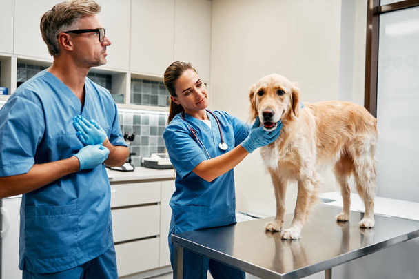 Ветеринары-врачи в синей форме проводят плановое обследование собаки на столе в современном офисе ветеринарной клиники. Лечение и вакцинация домашних животных. - Фото, изображение