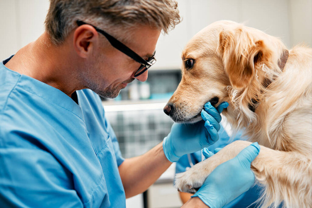 A kék egyenruhás állatorvosok rutinvizsgálatot végeznek egy kutyán az asztalon egy állatorvosi klinika modern irodájában. Háziállatok kezelése és vakcinázása. - Fotó, kép