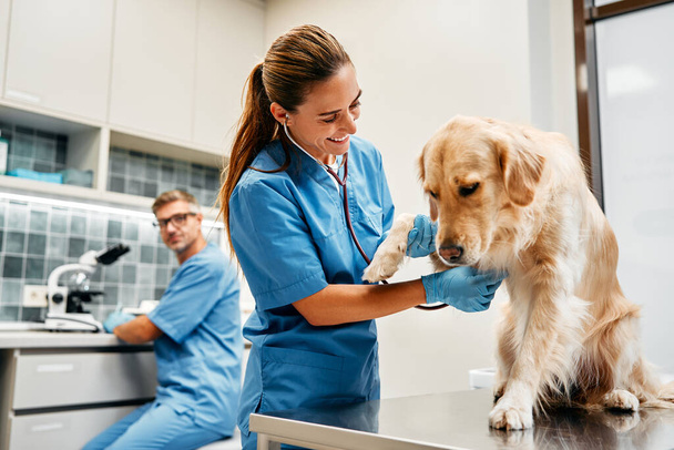 Eläinlääkärit lääkärit sinisissä univormuissa suorittavat rutiinitutkimuksen koiran pöydälle eläinlääkärin klinikan nykyaikaisessa toimistossa. Lemmikkieläinten hoito ja rokottaminen. - Valokuva, kuva