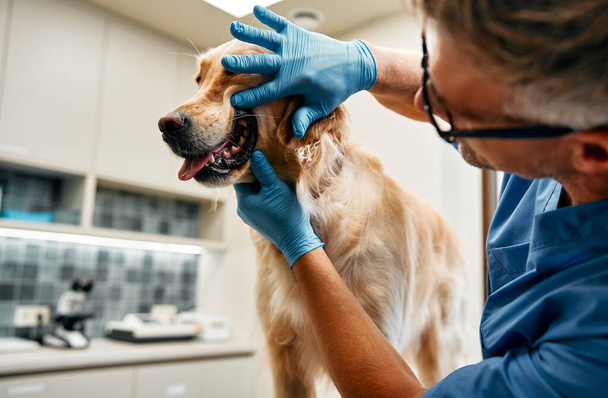 Veterinair arts in blauw uniform voert een routine onderzoek van een hond op een tafel in een modern kantoor van een veterinaire kliniek. Behandeling en vaccinatie van huisdieren. - Foto, afbeelding