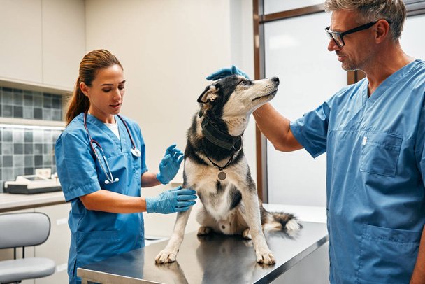 Οι κτηνίατροι γιατροί με μπλε στολές διεξάγουν μια εξέταση ρουτίνας ενός σκελετού σκύλου σε ένα τραπέζι σε ένα σύγχρονο γραφείο κτηνιατρικής κλινικής. Θεραπεία και εμβολιασμός ζώων συντροφιάς. - Φωτογραφία, εικόνα