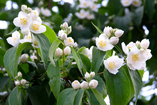 ジャスミンの白い花と緑の葉は,夏の公園,花の背景で満開に茂っています. 美しいジャスミン花が咲いています. 高品質の写真 - 写真・画像