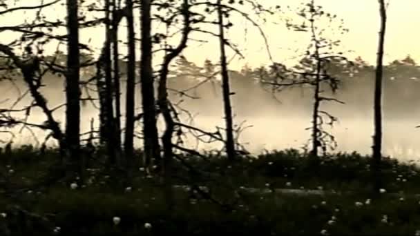 レトロVHS映像,ヴィンテージVHS-Cベトカムからスキャン. レトロカメラ 8mm。 オールドフィルム。 メモリー。 レトロVHSテープエフェクトホームビデオコンセプト。 夏の日の出の朝の思い出。 湖の上に霧, ボグの日差し. - 映像、動画