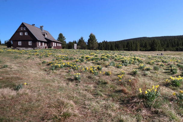 Narciso pseudonarciso en la naturaleza, prado salpicado de flores amarillas, cabaña dm Hnojov en el asentamiento de Jizerka en el fondo - Foto, Imagen