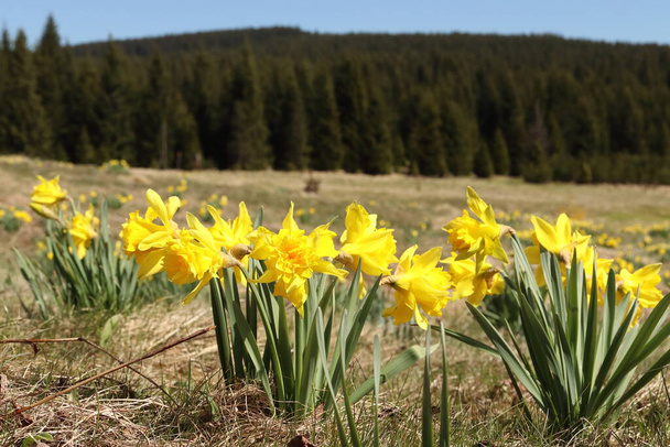 Narciso pseudonarcissus, un prato di montagna ricoperto da mazzi di narcisi gialli - Foto, immagini