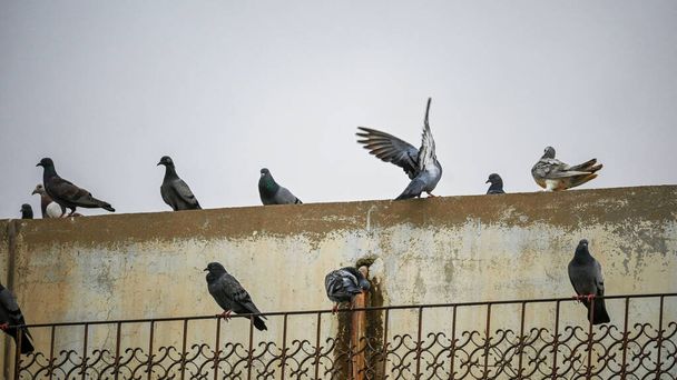 Un grand troupeau de pigeons se reposant ensemble  - Photo, image