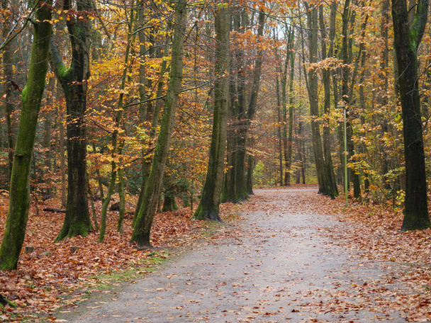 autumn time in a german forest - Photo, Image