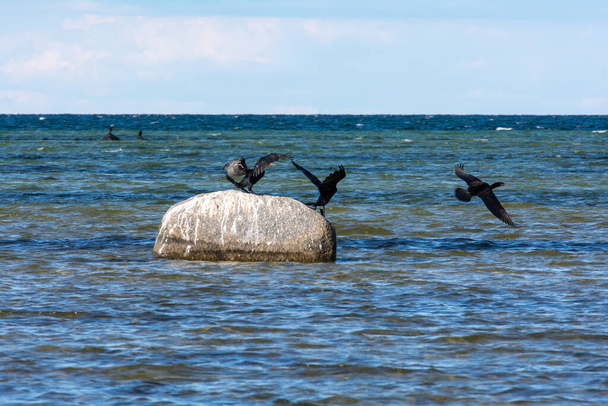 Птицы-бакланы (Phalacrocoracidae) сидят на большом камне на побережье Балтийского моря на острове Поль близ Тиммендорфа, Германия - Фото, изображение