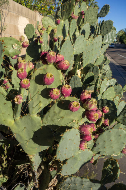 Arizona Prickly Pear cactus tunas and cladodes with sharp spines lit by first rays of sun in the early morning - Photo, Image