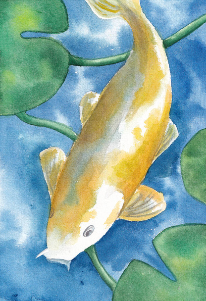 Hermosa carpa Koi amarillo dando vueltas bajo el agua ilustración acuarela, dibujado a mano - Foto, imagen