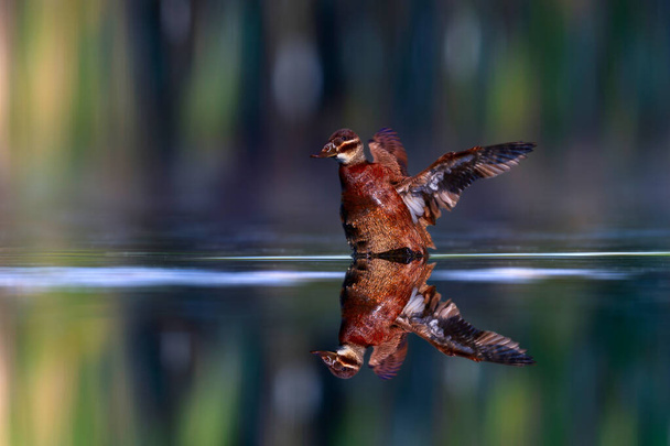 Eend die met zijn vleugels op het water wappert. Kleurrijke stille waterachtergrond. Bukken. Blanke eendenkop. Oxyura leucocephala. - Foto, afbeelding