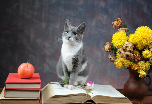 γάτα ποζάρουν για βιβλία και λουλούδια - Φωτογραφία, εικόνα