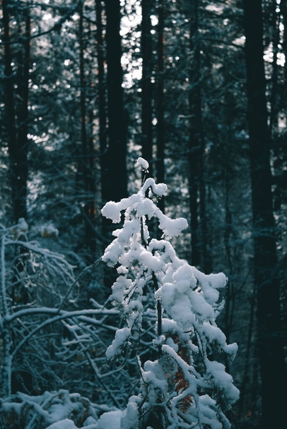 Sníh se shromáždil na větvích stromu. - Fotografie, Obrázek