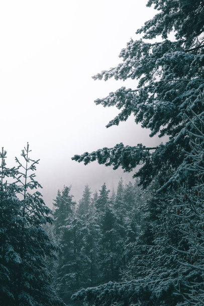 Добро пожаловать снежная зима, Национальный парк Пирин, Болгария. - Фото, изображение