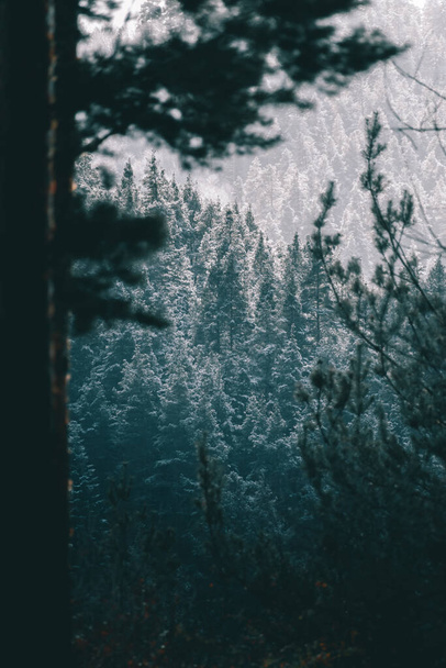 雪の松林は美しい景色を作る. - 写真・画像