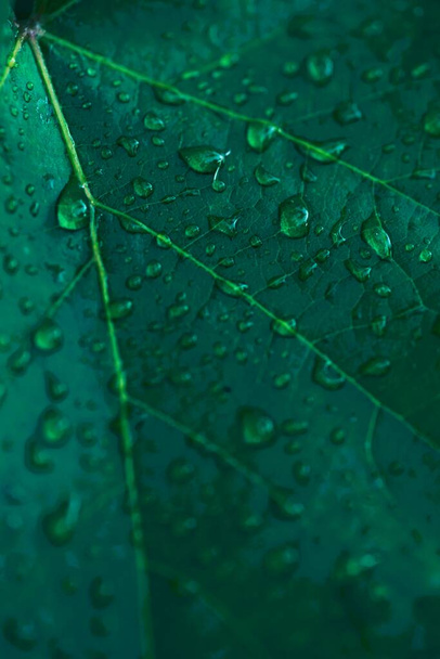 Свежий зеленый виноградный лист с капельками дождя, макрофото - Фото, изображение