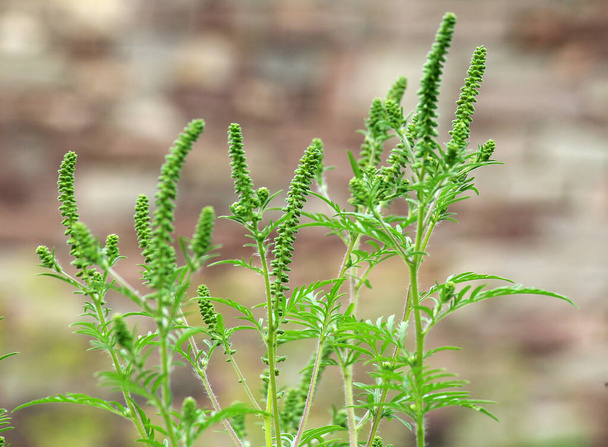 In estate, il ragweed (Ambrosia artemisiifolia) cresce allo stato selvatico - Foto, immagini