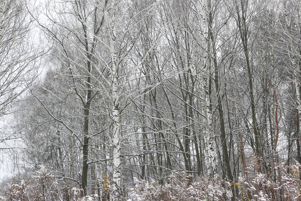 Árvores de vidoeiro preto e branco com casca de vidoeiro na floresta de vidoeiro entre outros vidoeiros no inverno na neve
 - Foto, Imagem