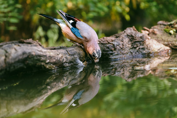 Євразійський сой на воді - вид перехожих птахів у воронній родині Corvidae.. - Фото, зображення