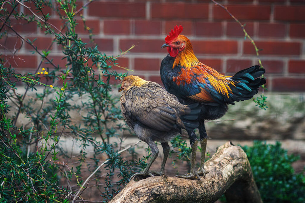 Rooster and Chicken - Modern English Game breed - Photo, Image