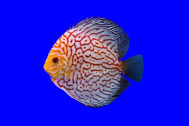 Pompadour ψάρια - Φωτογραφία, εικόνα