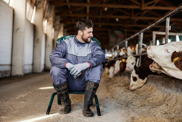 Ein Bauer sitzt auf einem Stuhl im Stall und lächelt die Kühe an. Konzept Landwirtschaft und Viehzucht. - Foto, Bild