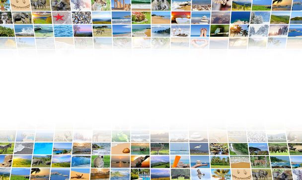 Fotografia przyrody (zwierząt, krajobraz, plaża) - Zdjęcie, obraz