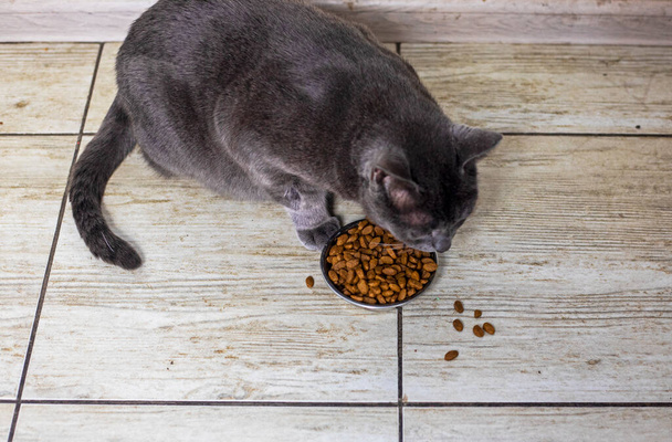 blue cat of the American Burmese breed eats cat food from a bowl. Caring for pets - Photo, Image