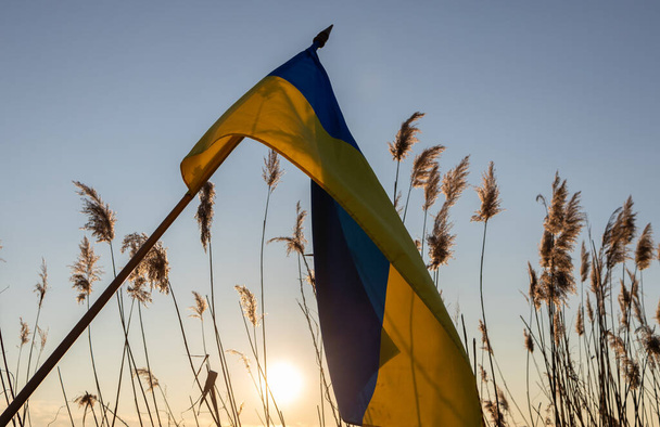 ξηρό panicles, τη ρύθμιση του ήλιου και κίτρινο - μπλε ουκρανική σημαία. Ώρα ηλιοβασιλέματος. Σιωπή, ηρεμία, ηρεμία. Σταματήστε τον πόλεμο στην Ουκρανία. Μαλακή επιλεκτική εστίαση. Ημέρα Ανεξαρτησίας στην Ουκρανία - Φωτογραφία, εικόνα