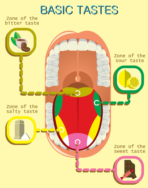 Анатомія людського язика. Основні смаки
 - Вектор, зображення