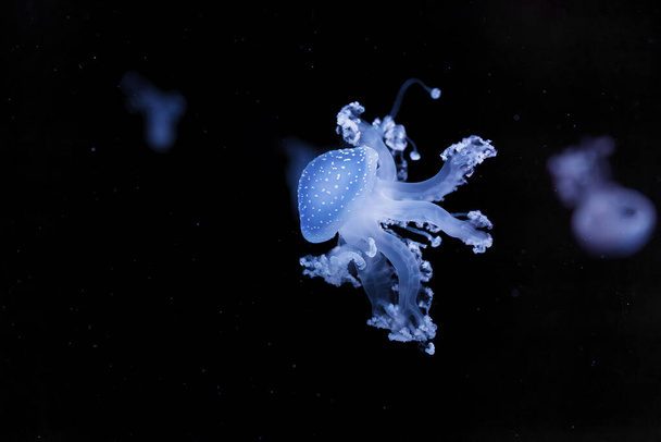 onderwaterfoto van een prachtige Australische gevlekte kwal close-up - Foto, afbeelding