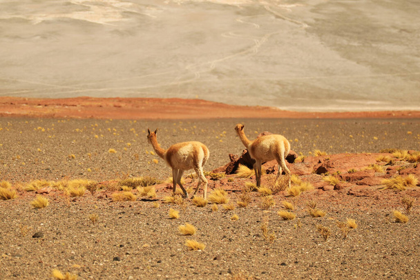 Coppia di Vicune selvatiche al pascolo nel deserto arido della riserva nazionale di Los Flamencos nella regione di Antofagasta, Cile settentrionale, Sud America
 - Foto, immagini
