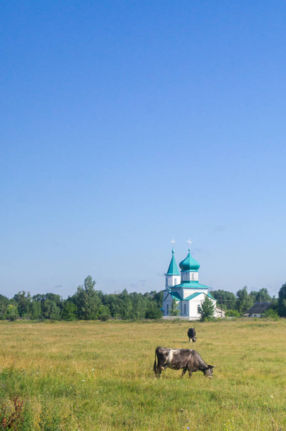 Umarmen Sie die idyllische Ruhe der ländlichen Ukraine mit dieser Szene einer Kuh, die auf goldenen Feldern weidet, ergänzt durch die ruhige Silhouette einer orthodoxen Kirche unter klarem Himmel. - Foto, Bild