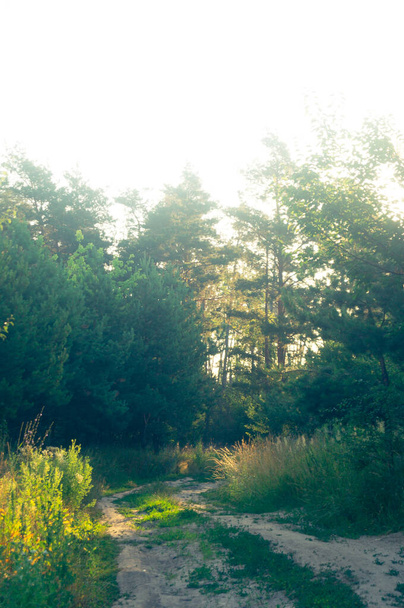 Découvrez le charme rustique de l'Ukraine rurale en été avec ce sentier forestier ensoleillé, invitant à des promenades paisibles dans l'étreinte de la nature au milieu de verdure verdoyante et de lumière dorée. - Photo, image