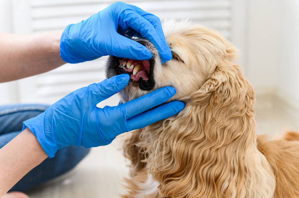 O veterinário examina os dentes de um cão na clínica. Mãos de mulher em luvas azuis. Dentes com tártaro. Close-up. - Foto, Imagem