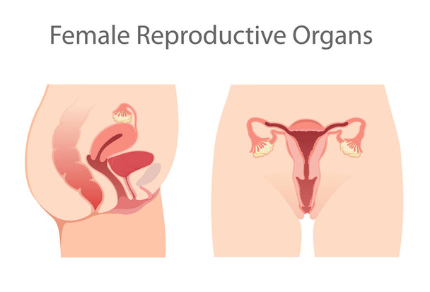 Illustration du système reproducteur féminin
 - Photo, image