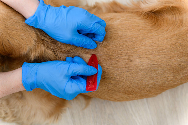 Uma mulher aplica tratamento de pulgas e carrapatos na pele do cão. Vista de cima. Close-up. - Foto, Imagem