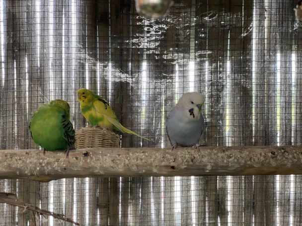 un grupo de pájaros sentados encima de un palo de madera. - Foto, Imagen
