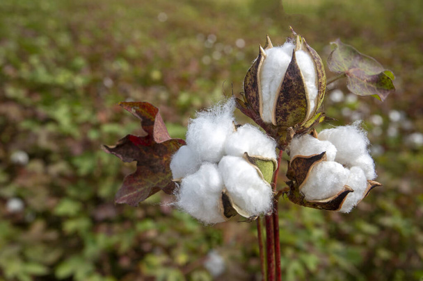 Cotton field (Turkey / Izmir). Agriculture concept photo. - Photo, Image