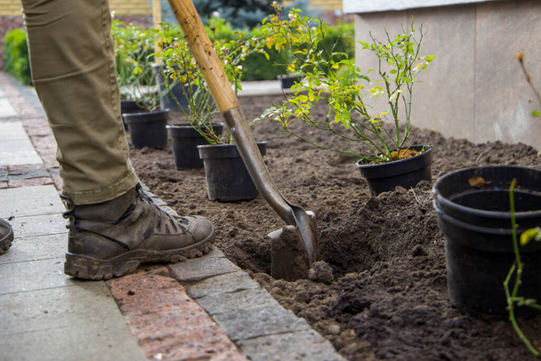 Jardinier travaillant dans le jardin avec pelle et plantes en pot - Photo, image