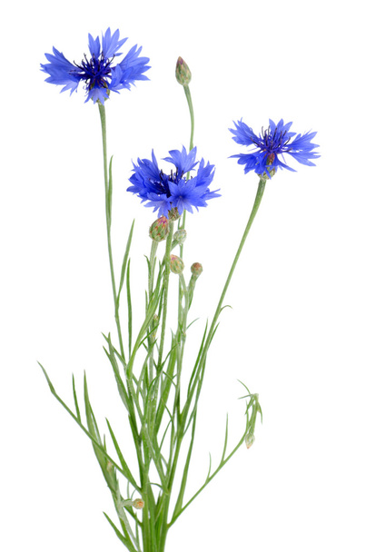 Beautiful blue cornflower - Фото, изображение
