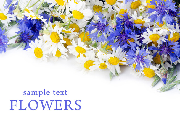 Beautiful blue cornflower - Foto, immagini