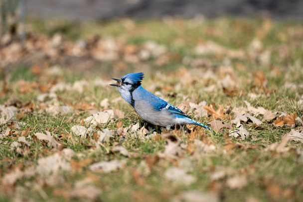 Kék szajkó, szárított fűvel táplálkozik.. - Fotó, kép
