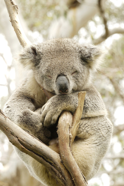 Retrato de un oso de Koala
 - Foto, imagen