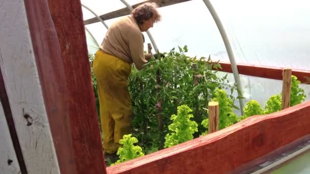 Oude boer vrouw zorg tomatenplant in groen huis - Video