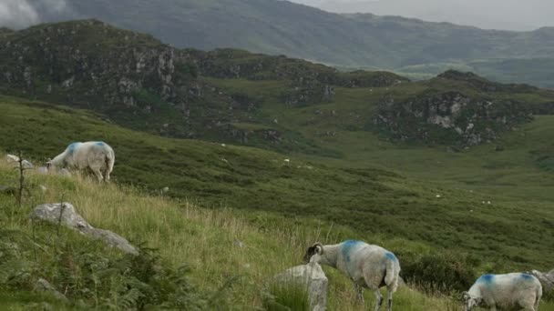 Um quadro tranquilo de um rebanho de ovelhas pastando em meio à grandeza de montanhas imponentes. pano - Filmagem, Vídeo